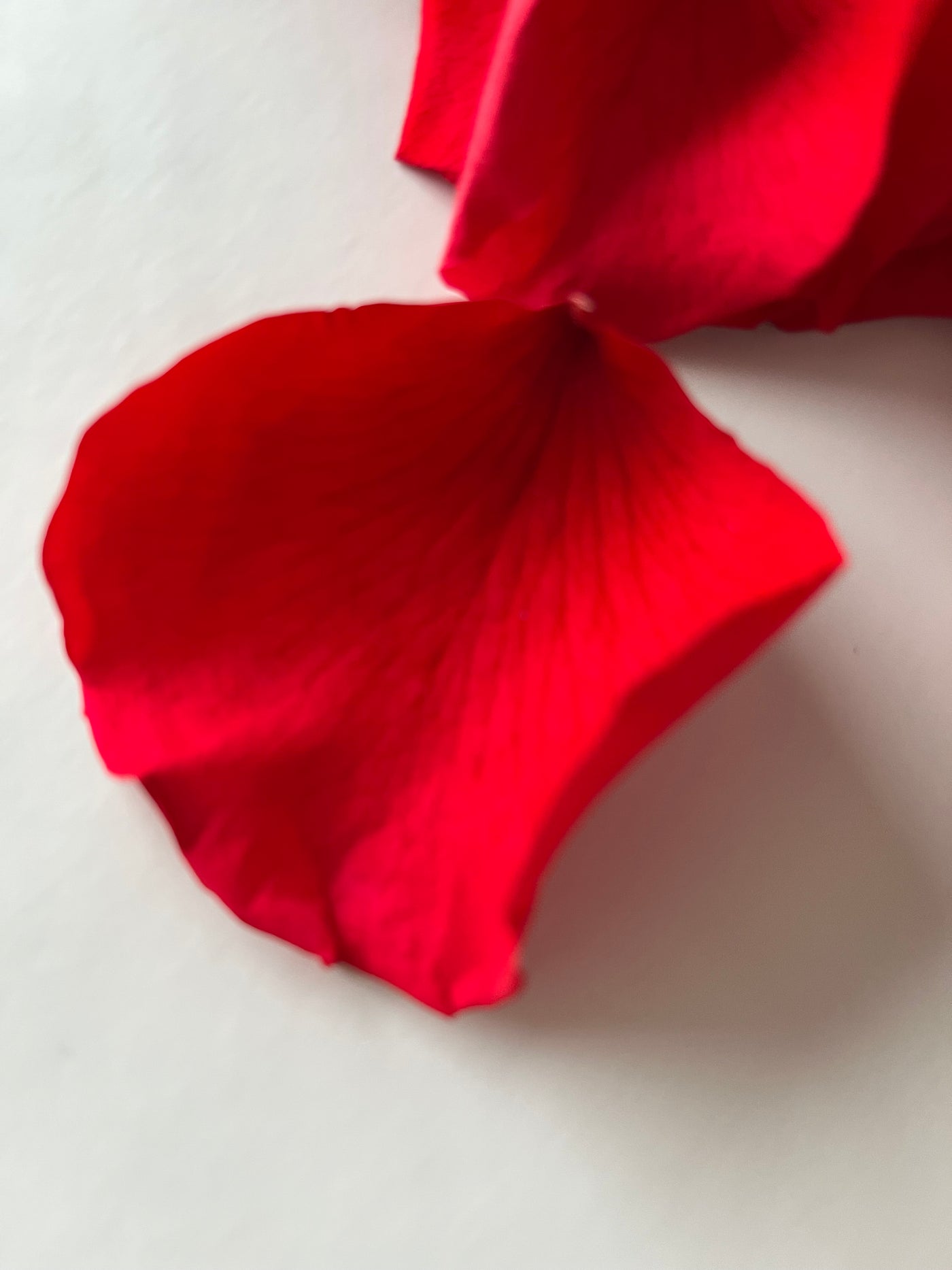 Pétalas de rosas