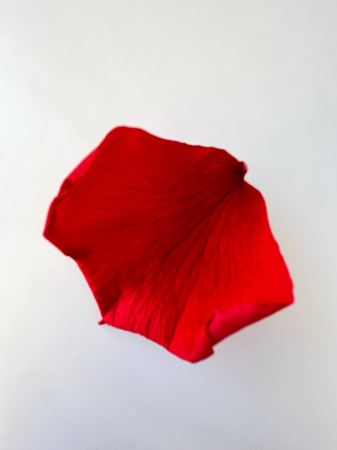 Pétalas de rosas